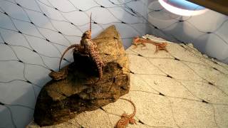 San Diego reptile expo 2015 Bearded Dragons