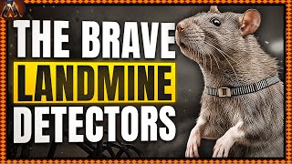 The Hero Rats of Mozambique