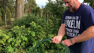 Himbeeren befestigen