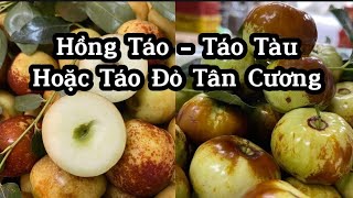 Cây Hồng Táo F1 Ăn Ngon, Ngọt, Trồng Được Trong Chậu