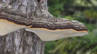 Polypore pérenne - Mehrjähriger Porling - Perennial polypore