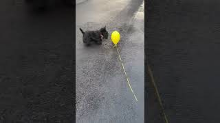 puppy playing with balloon