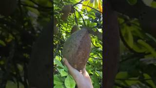 Bestest fresh mama sapote fruit cutting #satisfying #shorts #shortvideo #mamasapote