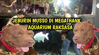 MUSSO BERENANG DI MEGATENK NYA AUDREY #bastiansteel #muso #audrey