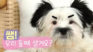 강아지 합사 어떻게 하나요?🐶ㅣ 수의사가 직접 말해주는 ✅만초의법칙 : 강아지 입양 전 EP.7