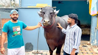 या रेड्याची किंमत ऐकून तुम्ही थक्क व्हाल? 😱 याला म्हणायचा नाद | Top Quality Murrah Bull 🐂 #story