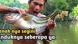 RANGKAIAN TAJUR IKAN TAPAH PALING AMPUH||TRADITIONAL FISHING