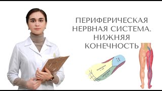 Периферическая нервная система. Симптомы поражения. Часть 2.