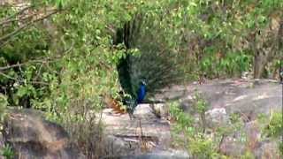 The dancing peacock of Sanskruti Township Hyderabad