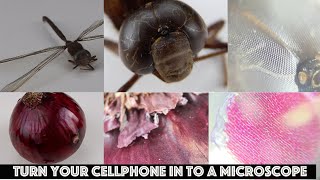 Reviewing the Carson micro mini 20x cell phone adapter microscope: A Three Minute Thursday