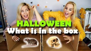 WHAT IS IN THE BOX CHALLENGE 😱👻 HALLOWEEN