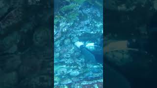 Abalone diving in Fiordland nz