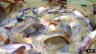 Best Net Fishing  Amazing Traditional Fishing Natural Fish Catching Using By Net in The Village Pond