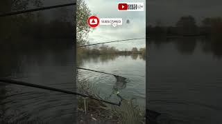 CARP RUN AWAY / ШАРАНА ИЗБЯГА  #fishing #риболов #daiwa  #feeder #фидер #carp #шаран #guru