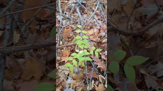 UNCOMMON APPROACH to FINDING INVASIVE PLANT SPECIES in the FALL #forest #trees