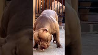 😳wait for end# 🐶dangerous #dog#short #trending #shortsfeed #animals #youtubeshorts #animalslover #yt