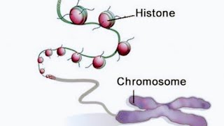 Nature of Gene| What is Gene| Structure, composition and Gene regulation in Prokaryotes & Eukaryotes