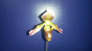 Paphiopedilum appletonianum x thailandense