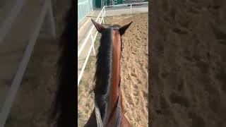 Мое первое такое видео😶 #equestrain #horse #equestrian #equestrianthegame #кони