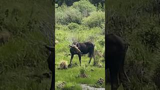 Mama moose at RMNP! #nationalpark #nature #usnationalpark #travel #colorado #nps #rmnp #co #outdoors