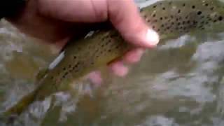 Pêche à la mouche dans la Sorgue (Vaucluse) : Remise à l'eau