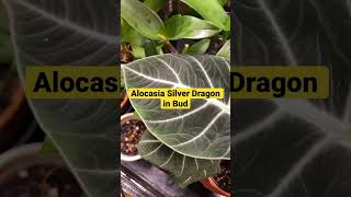 Alocasia Silver Dragon || #bud #mylittlejungle #plantita #shorts