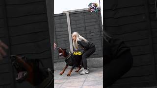 Doberman Pinscher, The Most Courageous Dog with Elegance Look #shorts