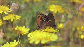 Spanish Gatekeeper butterflies (Pyronia bathseba) doing it