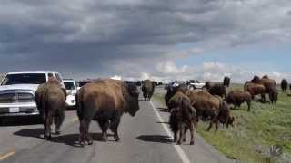 Yellowstone Bison Won't Move! Park Ranger Came to Help!