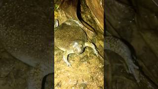 Funny frogs frog sounds catching funny frogs at night big frogs part 2 #shorts