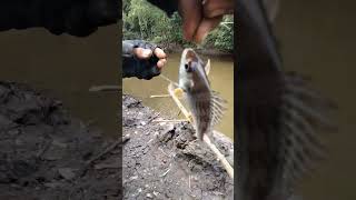 mancing ikan gerot