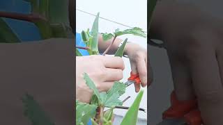 Okra | Bendakaya Harvest #homegardening #harvesting #shortsviral@DrNikithanaveen