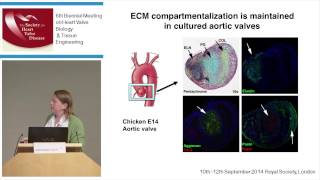 Katherine Yutzy - Division of Molecular Cardiovascular Biology