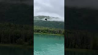 Eagle Tries to Steal Trout on Kenai River Alaska