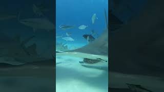 FEEDING SHARKS #shark #food #feeding #scubadiving #ocean #sea #dangerous #shorts