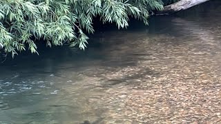 River restoration and chub spawning