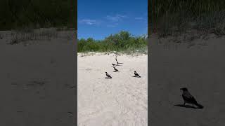 Playful Seagulls and Crows on the Seaside | Nature #Shorts