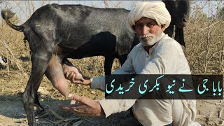 Baba Mehnga Gujjer New Milking Goat 🐐