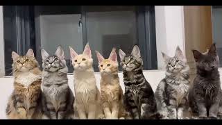 7 cute cats 🐈🐈🐈🐈🐈🐈🐈 obeying the rules ❤️❤️