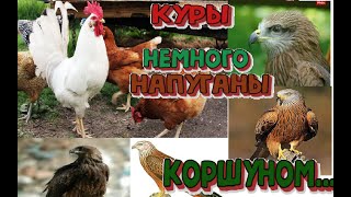 Куры немного напуганы коршуном . #курица #коршун #напугал