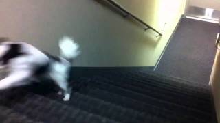 Nano playing fetch on the stairs