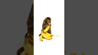 Little Monkey Eating Banana #animals #monkeys #cute #shorts #ytshorts