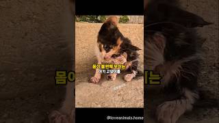 목이 꺽여있는 아기 고양이를 구조했더니 생긴 변화