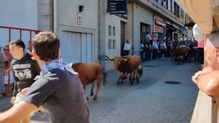 Primer encierro de fiestas de Llodio (Álava) por Zumalakarregi el día de San Roke 2024