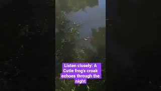 A frog's croak echoes through the night