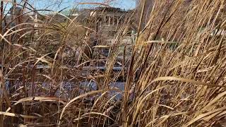 High Line grass in the wind