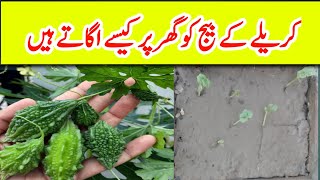 How To Grow Bitter gourd from seeds At Home | How make seedling of karela Murad Ali Rehmani