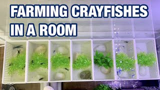 CRAYFISH BREEDING TANK SETUP