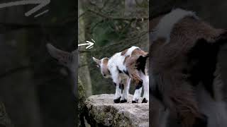 kid Goat standing on a huge Rock