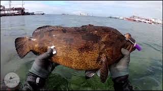 EP.03 GROUPER/ SPEARFISHING PHILIPPINES / tinolang pugapo